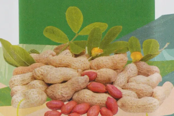 Groundnut